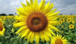 吃鸡向日葵套装爆料视频,炫酷外观与实用功能的完美结合